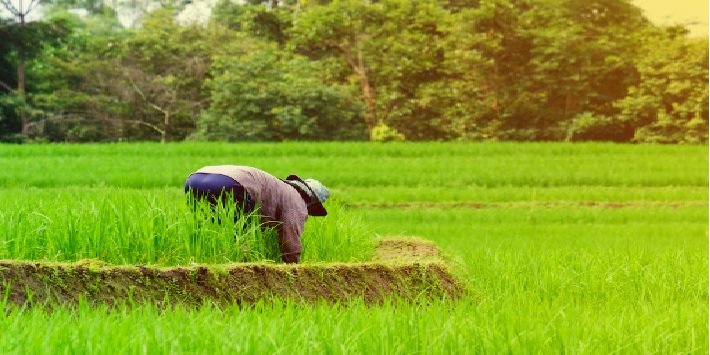 Significant Decline in Paddy Cultivation Area Due to Rainfall Deficit
