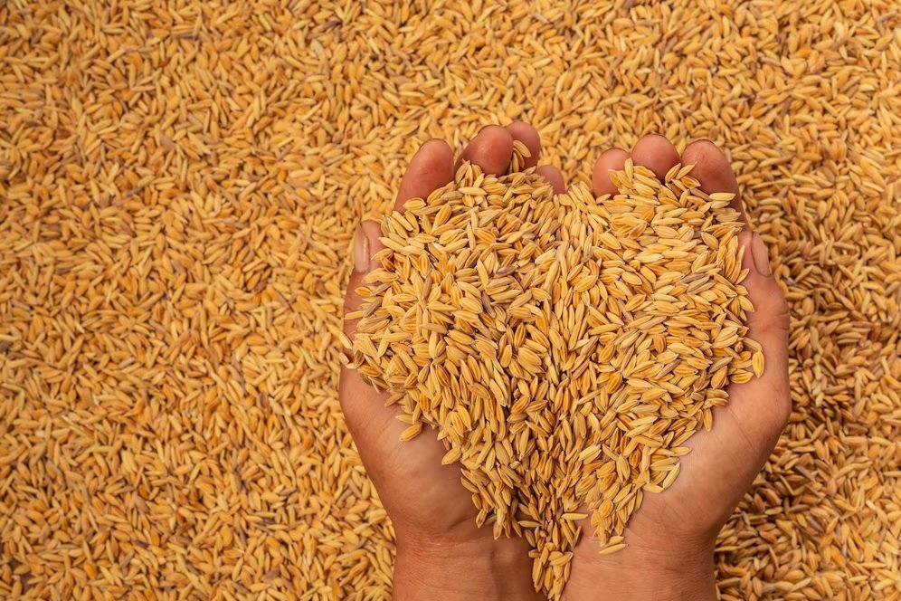 Weekly Review – Wheat
