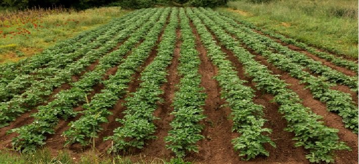 Oilseed Sowing Matches Last Year's Levels
