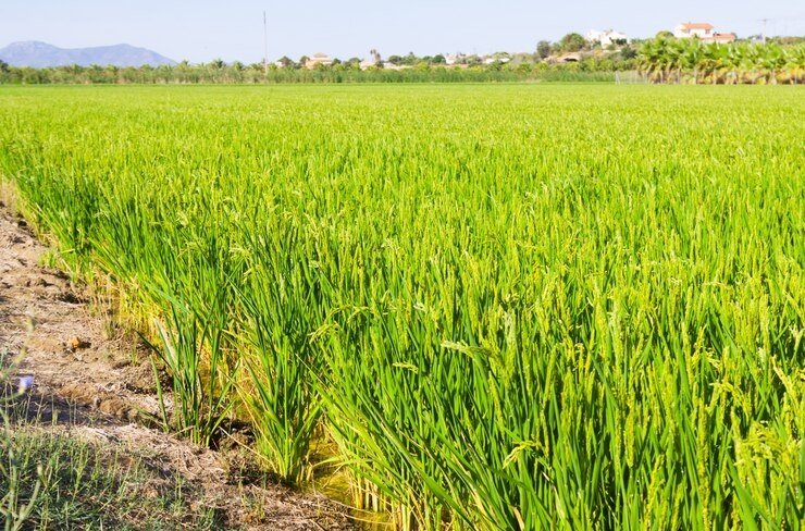 Production Targets Set for Rabi Crops