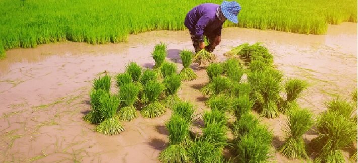 Heavy Rain Likely in Odisha, Andhra Pradesh, and Other States