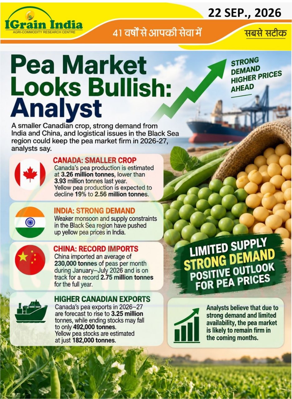 Pea Market Outlook Turns Bullish