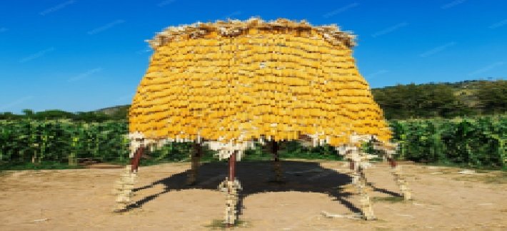 Corn International News