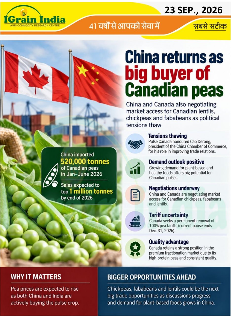 China returns as big buyer of Canadian peas