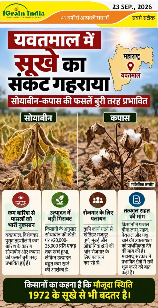 यवतमाल में सूखे का संकट गहराया; सोयाबीन-कपास फसल बुरी तरह प्रभावित