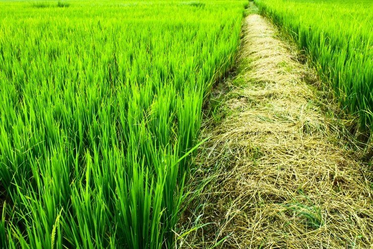 Significant Decline in Maharashtra's Kharif Crop Area Due to Rainfall Deficit