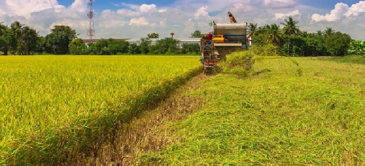 Unseasonal Rain Disrupts Crop Harvesting in Saskatchewan
