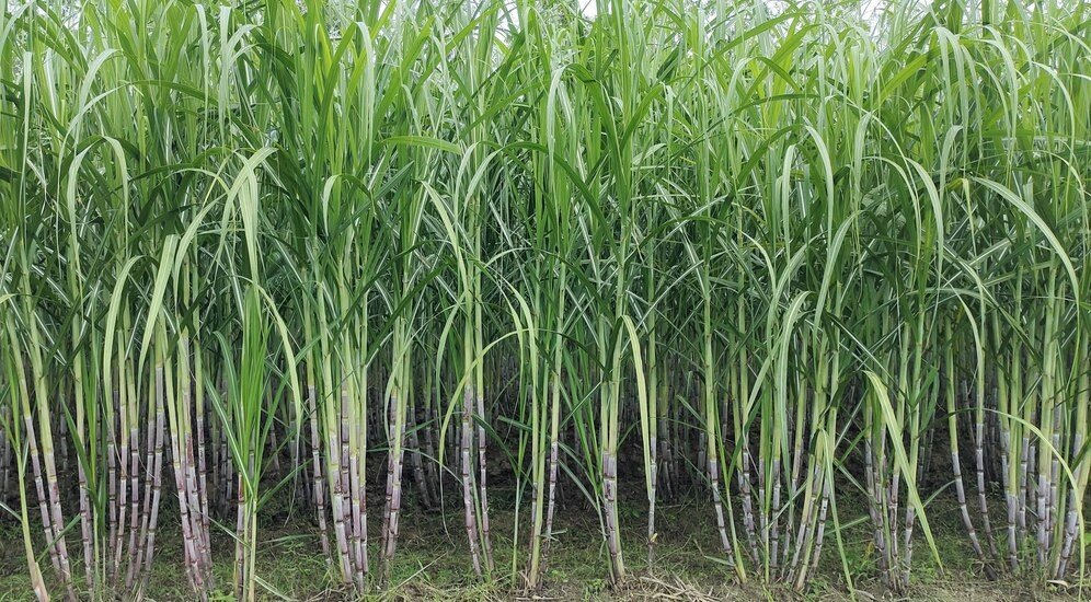 Low Rainfall Impacts Sugarcane Crop in Maharashtra & Karnataka