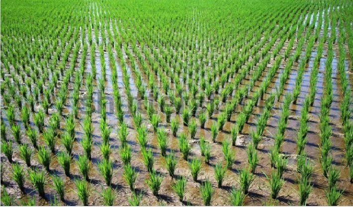 धान बाजार में तेजी, बारिश से आवक प्रभावित