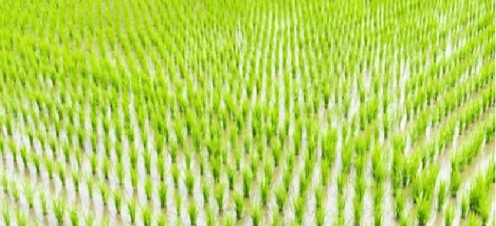 Paddy Market Rallies; Rain Disrupts Arrivals