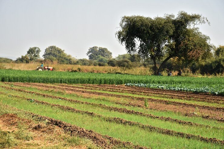 अल नीनो की सक्रियता से आगामी रबी फसलों को भी खतरा