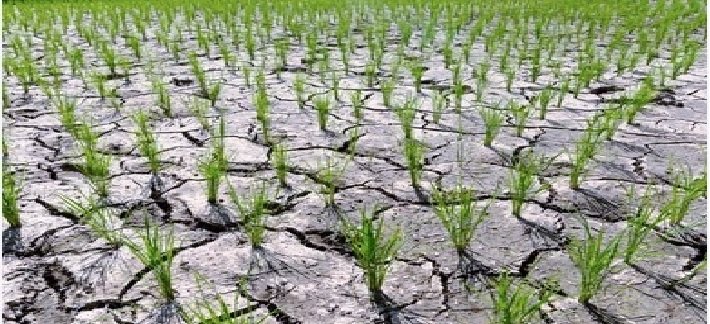 कर्नाटक और महाराष्ट्र में सूखे का आंकलन करेगी केन्द्रीय टीम