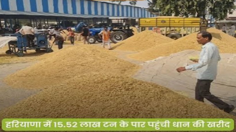 हरियाणा में धान की सरकारी खरीद 15.52 लाख टन पर पहुंची
