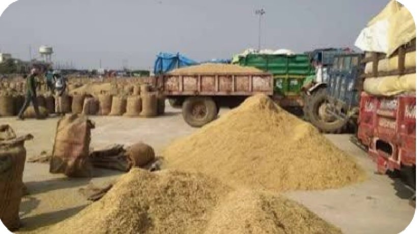 Government Procurement of Paddy in Haryana Reaches 15.52 Lakh Tonnes