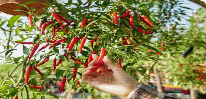 No Significant Surge Expected in Red Chili Prices; Increased Sowing in Andhra Pradesh and Telangana
