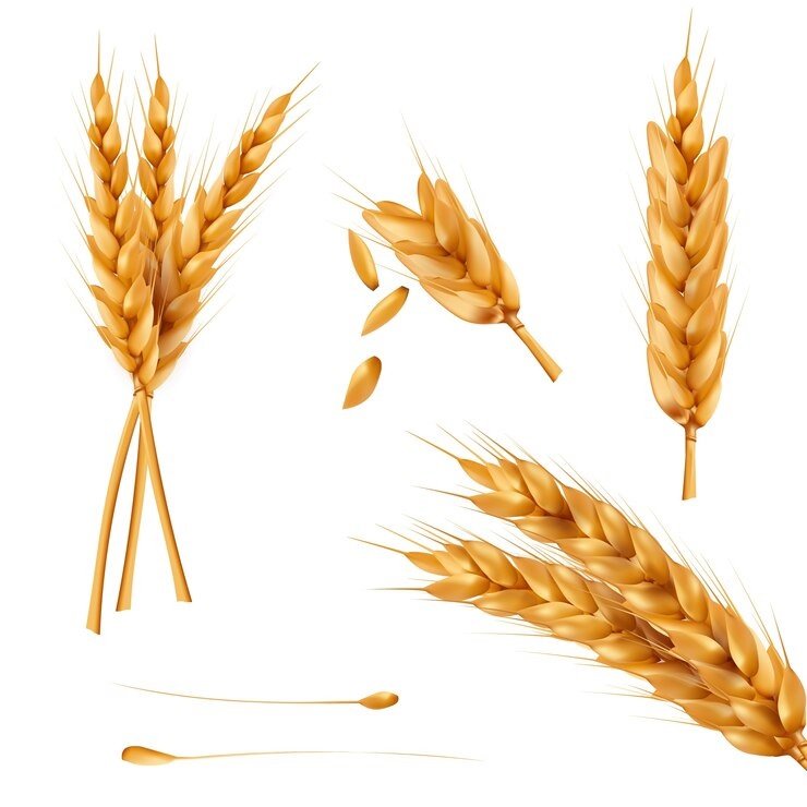Strong Participation by Flour Millers and Processors in Government Wheat Procurement