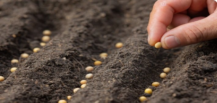 Soybean Production Projected to Rise in Madhya Pradesh, Fall in Maharashtra