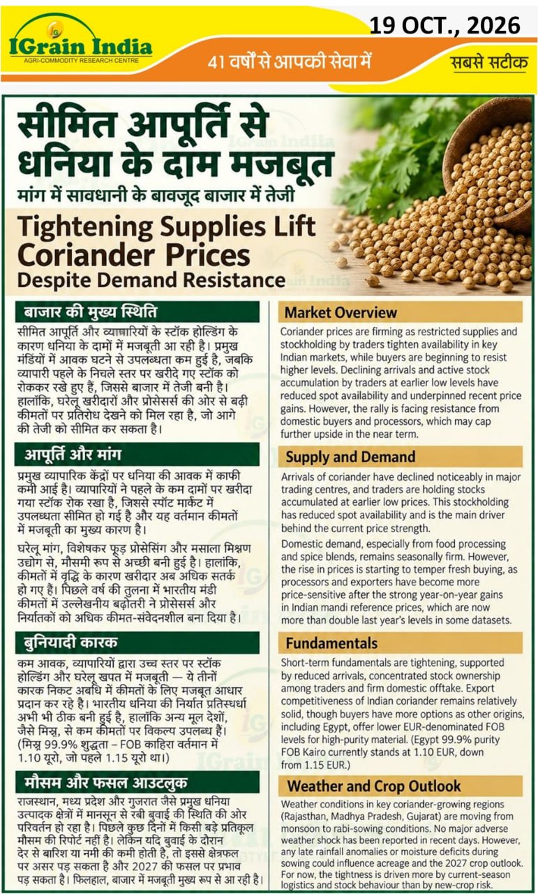 सीमित आपूर्ति से धनिया के दाम मजबूत