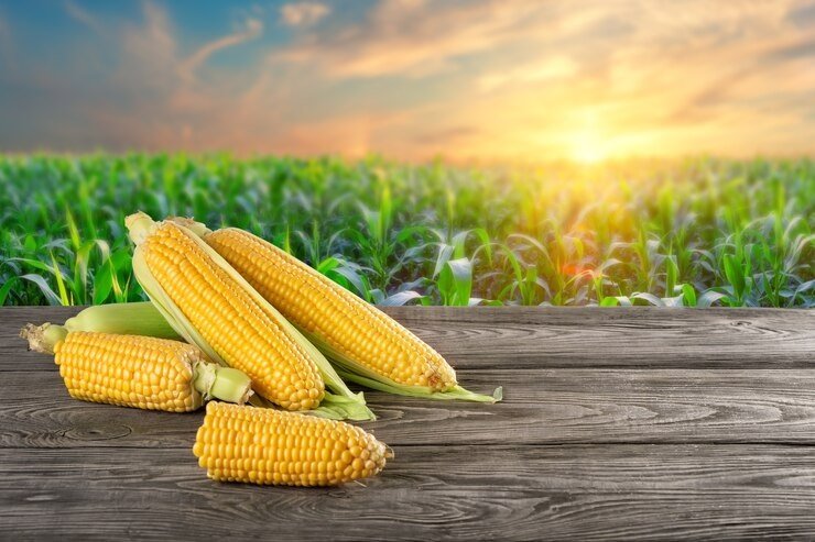 International Corn Market