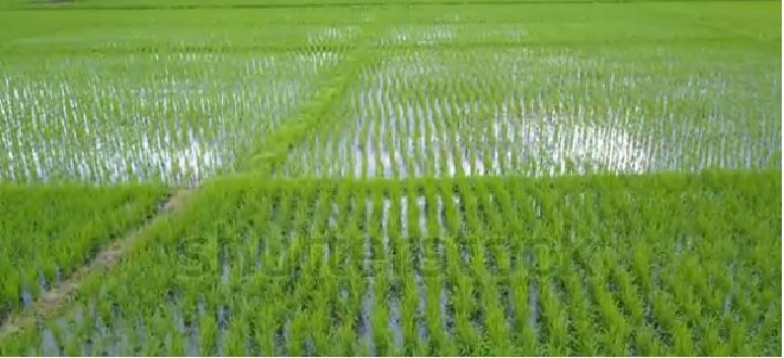 Widespread Heavy Rainfall in Tamil Nadu Leads to Waterlogged Fields