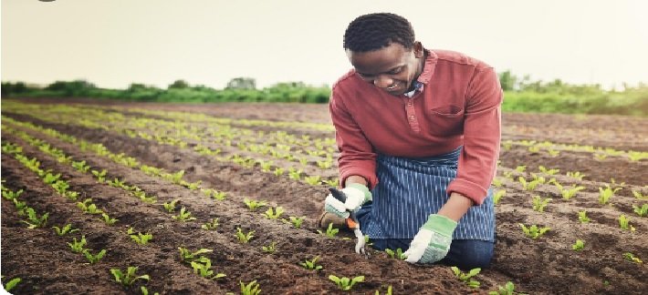 Concerns Over Significant Impact of Weak Monsoon on the Agricultural Sector
