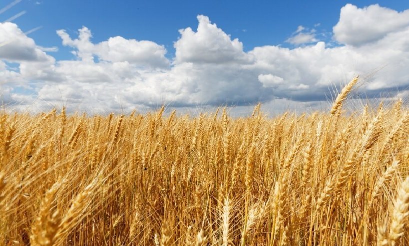 Wheat International News