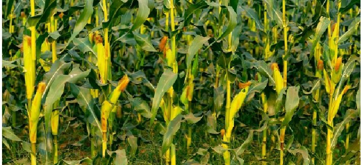 Unlikely to See a Sharp Surge in Maize Prices