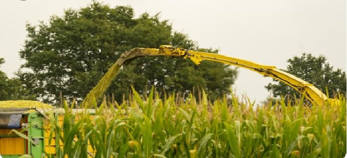 Maize Prices in Tamil Nadu Expected to Reach ₹2,700 per Quintal