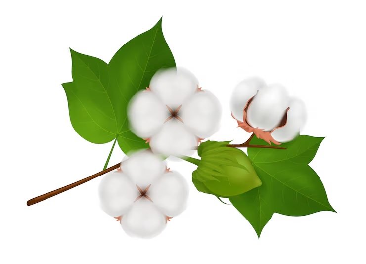 Extension of the Deadline for Duty-Free Cotton Imports, as Anticipated